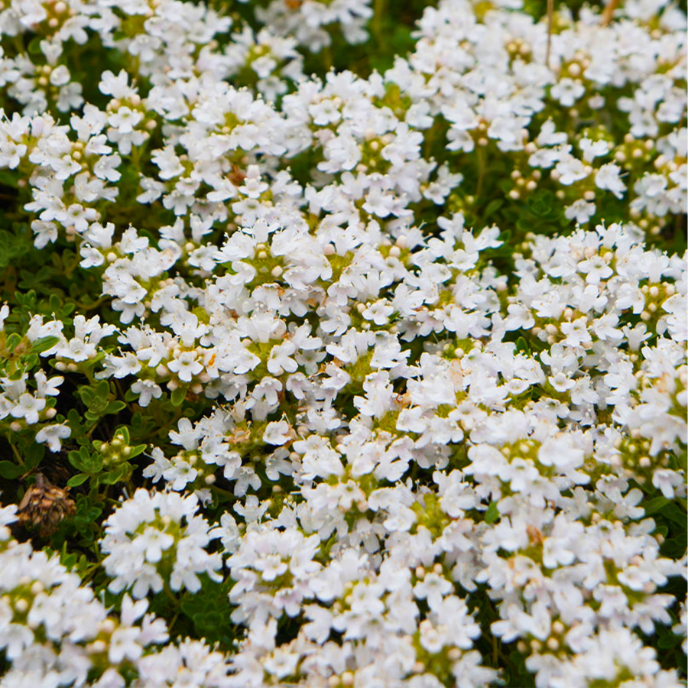 Thymus praecox 'Albiflorus' - White Creeping Thyme