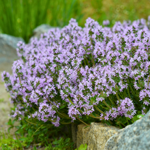 Load image into Gallery viewer, Thymus serpyllum - Creeping Thyme
