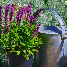 Load image into Gallery viewer, Salvia nemorosa &#39;Sensation Deep Rose&#39;
