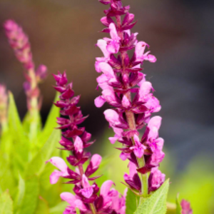 Salvia nemorosa 'Sensation Deep Rose'