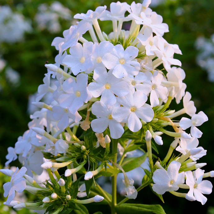 Phlox paniculata 'David'