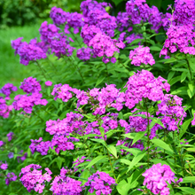 Load image into Gallery viewer, Phlox paniculata &#39;Laura&#39;
