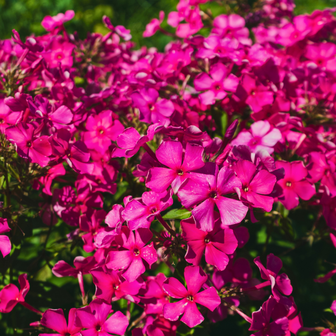 Phlox subulata 'McDaniel's Cushion'