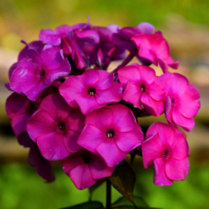 Phlox subulata 'McDaniel's Cushion'