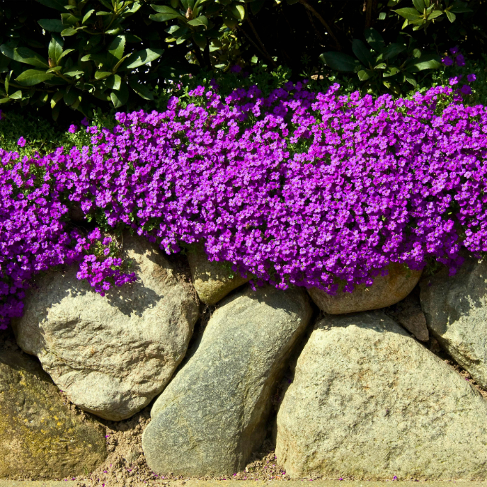 Aubrieta 'Hamburger Stadtpark'