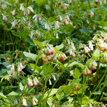 Load image into Gallery viewer, Symphytum grandiflorum

