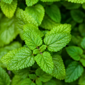 Melissa officinalis