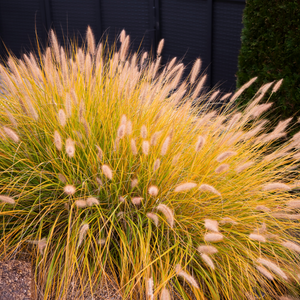 Pennisetum alopecuroides 'Hameln'