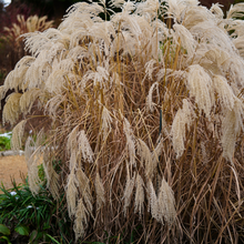 Load image into Gallery viewer, Miscanthus sinensis - Chinese Silver Grass
