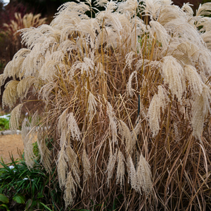 Miscanthus sinensis - Chinese Silver Grass