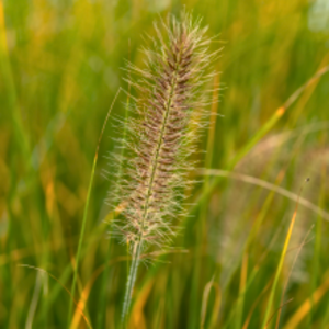 Pennisetum alopecuroides 'Hameln'