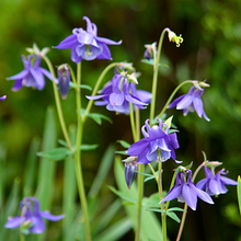 Load image into Gallery viewer, Aquilegia caerulea &#39;Swan Magic Blue and White&#39;

