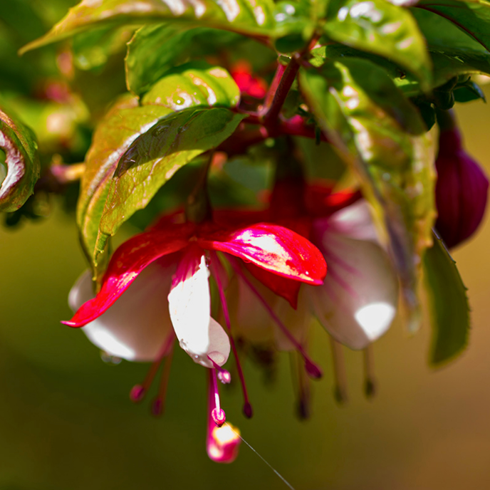 Fuchsia 'Madame Cornelissen'