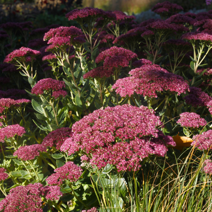 Sedum 'Herbstfreude' - Autumn Joy