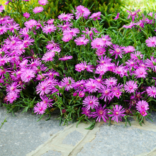 Load image into Gallery viewer, Delosperma cooperi &#39;Table Mountain&#39; - Ice Plant
