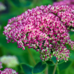 Sedum 'Herbstfreude' - Autumn Joy