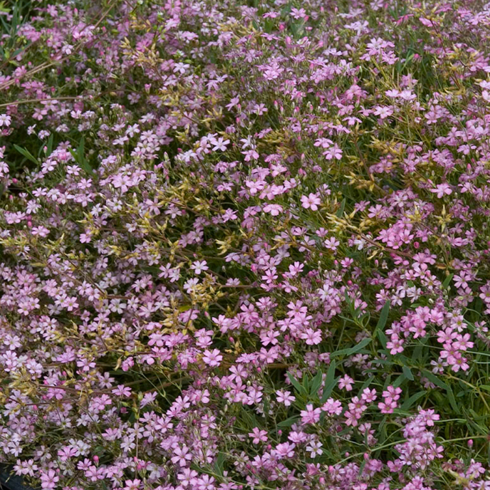 Gypsophila repens 'Rosea'