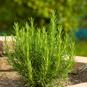Rosemary - Rosmarinus officinalis