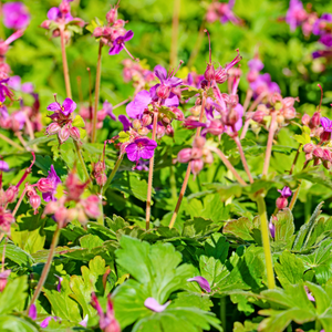 Geranium cantabrigiense 'Cambridge'