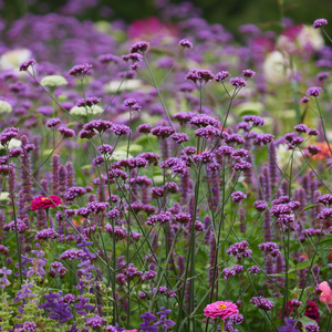 Verbena bonariensis