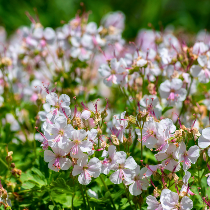 Geranium cantabrigiense 'Biokovo'