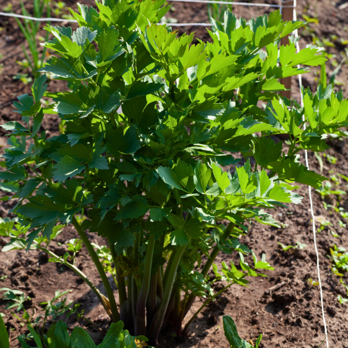 Levisticum officinale - Lovage