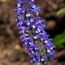 Load image into Gallery viewer, Nepeta nervosa &#39;Blue Moon&#39; - Catmint
