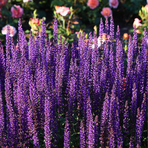 Lavandula angustifolia 'Munstead' - English Lavender