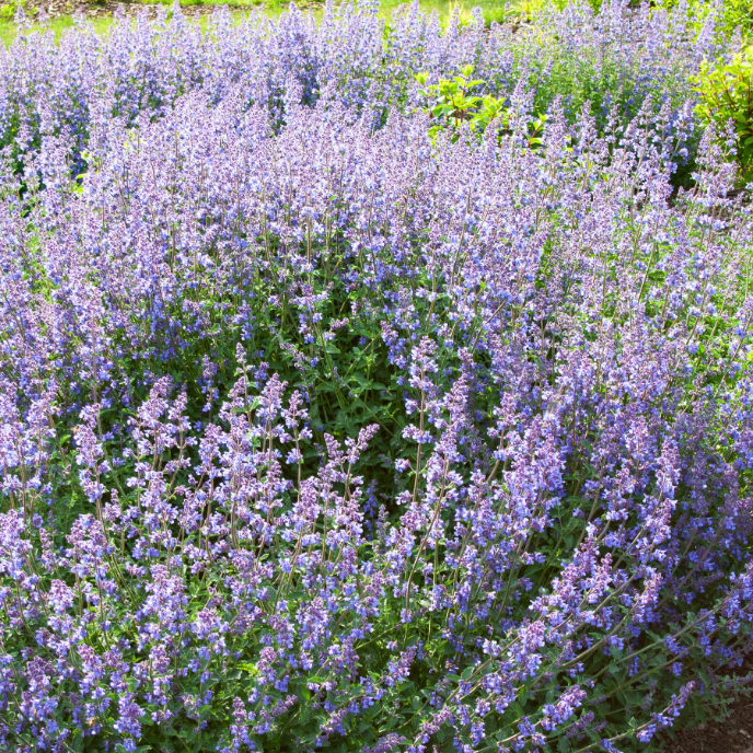 Nepeta 'Walker's Low' - Catmint