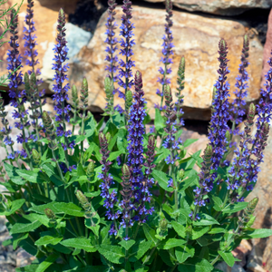 Salvia nemorosa 'Ostfriesland'
