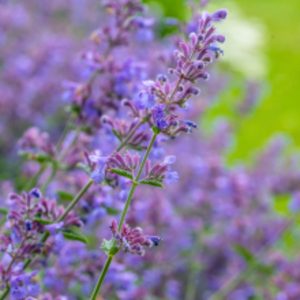 Nepeta 'Walker's Low' - Catmint