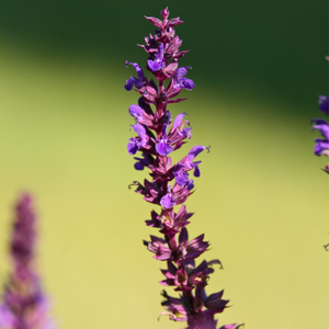 Salvia nemorosa 'Blaukönigin'