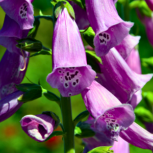Digitalis purpurea 'Gloxiniiflora' - Foxglove