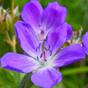 Geranium 'Johnson's Blue'