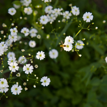 Load image into Gallery viewer, Gypsophila repens &#39;Alba&#39;
