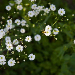 Gypsophila repens 'Alba'