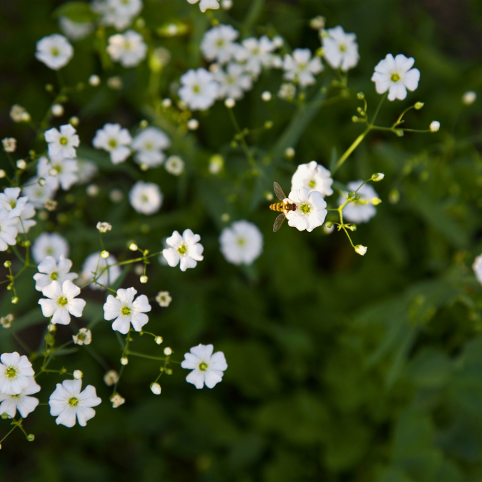 Gypsophila repens 'Alba'
