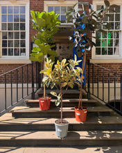 Charger l'image dans la galerie, Large Ficus Abidjan on shop steps, hand-delivered and installed in the UK.
