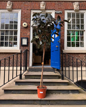 Charger l'image dans la galerie, Large Ficus Abidjan on shop steps, hand-delivered and installed in the UK.
