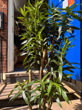 Charger l'image dans la galerie, 1.5m Tall Dracaena Reflexa Song of India Tree - XL Statement Plants UK Bespoke Installation
