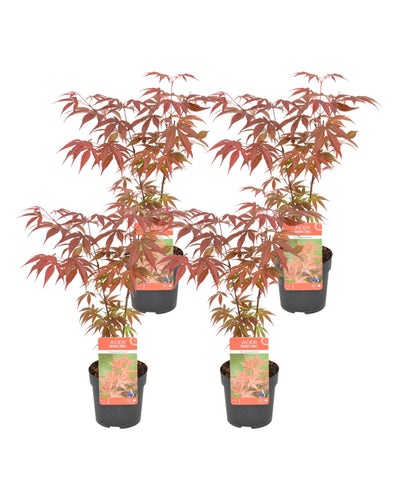 Acer palmatum 'Atropurpureum' - Root Houseplants
