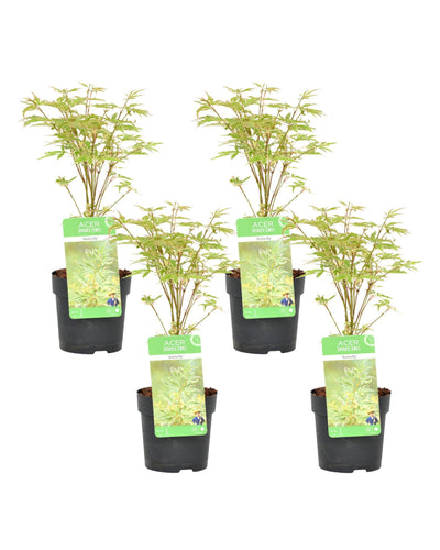 Acer palmatum 'Butterfly' - Root Houseplants