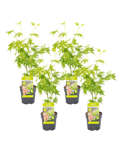 Acer palmatum 'Going Green' - Root Houseplants