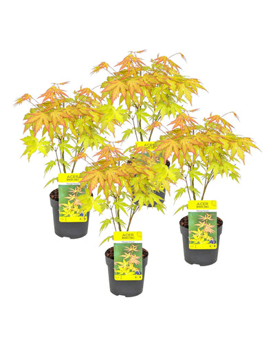 Acer palmatum 'Orange Dream' - Root Houseplants