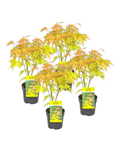 Acer palmatum 'Orange Dream' - Root Houseplants