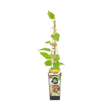 Charger l&#39;image dans la galerie, Actinidia deliciosa &#39;Jenny&#39; - Kiwi Fruit - Root Houseplants
