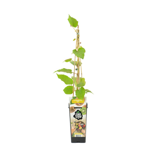 Actinidia deliciosa 'Jenny' - Kiwi Fruit - Root Houseplants