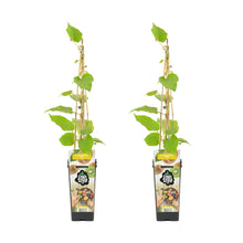 Charger l&#39;image dans la galerie, Actinidia deliciosa &#39;Jenny&#39; - Kiwi Fruit - Root Houseplants
