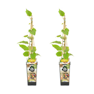 Actinidia deliciosa 'Jenny' - Kiwi Fruit - Root Houseplants