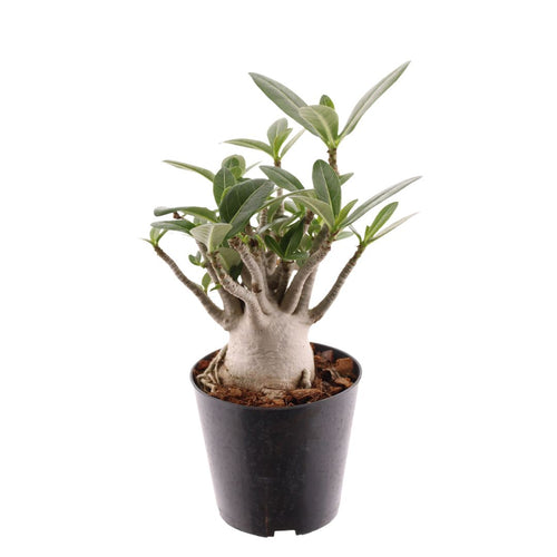 Adenium obesum (Desert Rose) - Root Houseplants